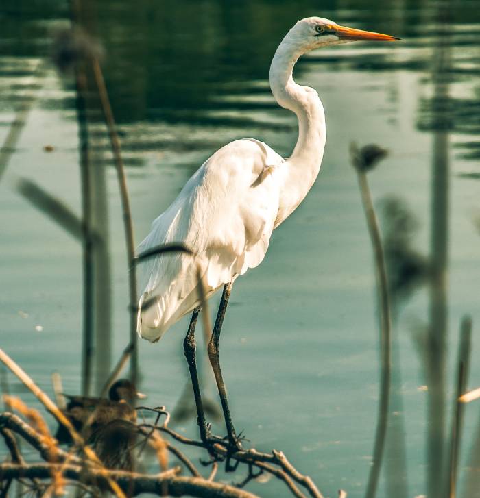 Egret Operating Company